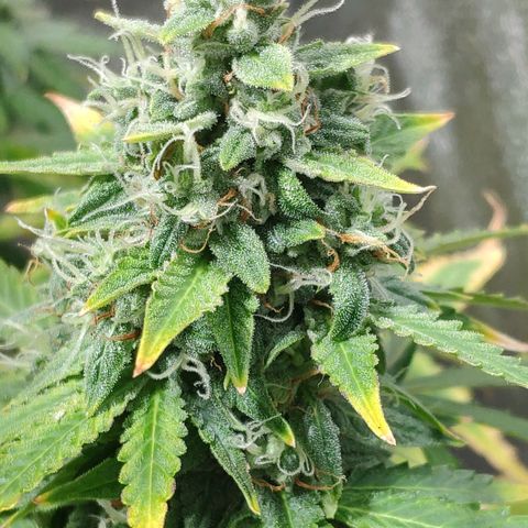 Ak47 Auto growlog photo: Dia 64