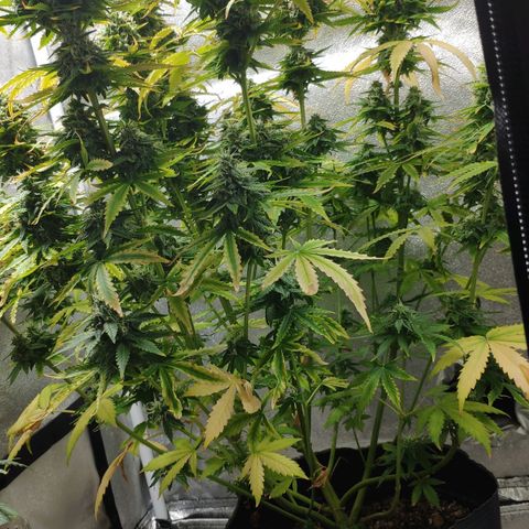 Ak47 Auto growlog photo: Dia 64