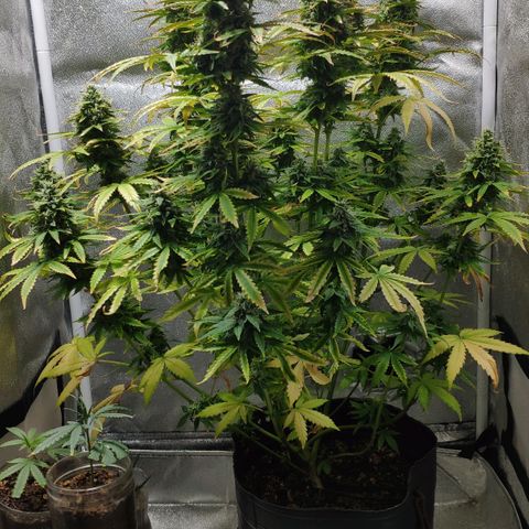 Ak47 Auto growlog photo: Dia 64