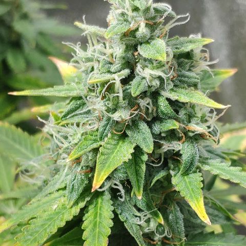 Ak47 Auto growlog photo: Dia 64