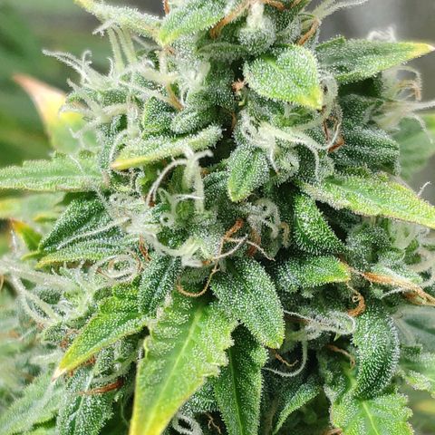 Ak47 Auto growlog photo: Dia 64