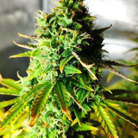 Ak47 Auto growlog timeline photo