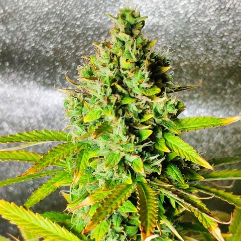 Ak47 Auto growlog timeline photo
