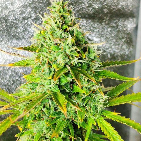 Ak47 Auto growlog timeline photo