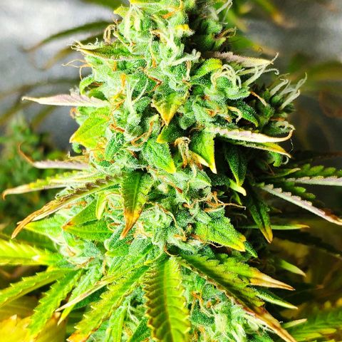 Ak47 Auto growlog timeline photo
