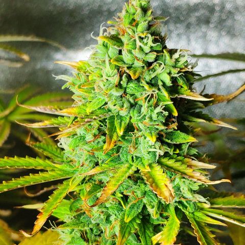 Ak47 Auto growlog timeline photo