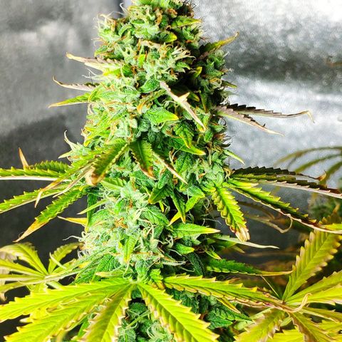 Ak47 Auto growlog timeline photo
