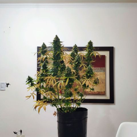 Ak47 Auto growlog photo: Dia 68 de cosecha se cosecha