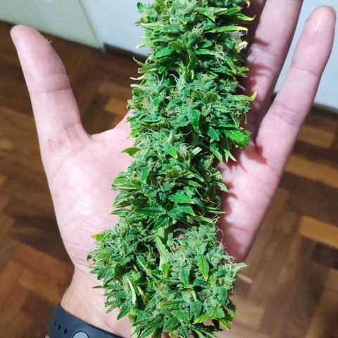 Ak47 Auto growlog photo: Dia 68 de cosecha se cosecha