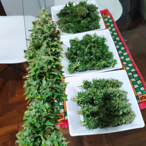 Ak47 Auto growlog photo: Dia 68 de cosecha se cosecha