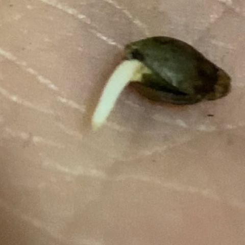 Regular seed (no name) growlog timeline photo