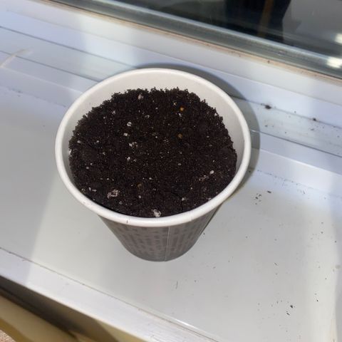 Regular seed (no name) growlog timeline photo