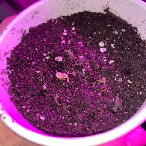 Regular seed (no name) growlog timeline photo