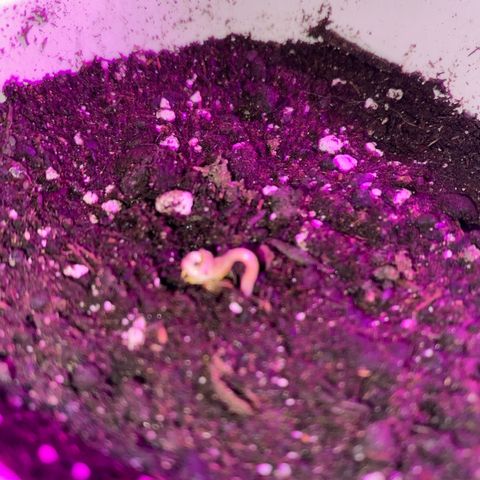 Regular seed (no name) growlog timeline photo