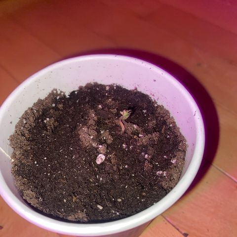 Regular seed (no name) growlog timeline photo
