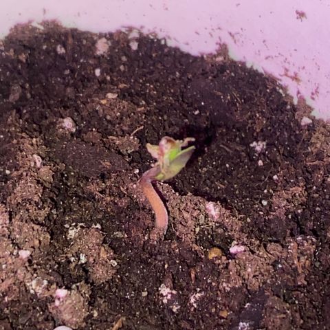 Regular seed (no name) growlog timeline photo