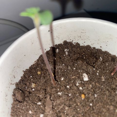 Regular seed (no name) growlog timeline photo