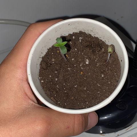 Regular seed (no name) growlog timeline photo