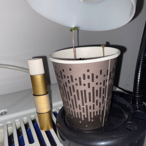 Regular seed (no name) growlog timeline photo