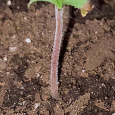 Regular seed (no name) growlog timeline photo