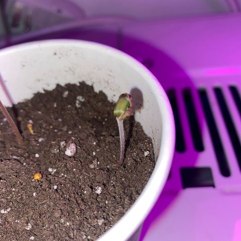 Génétique inconnue growlog timeline photo