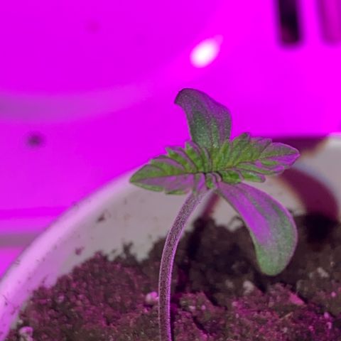 Regular seed (no name) growlog timeline photo