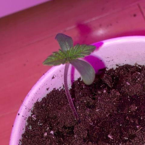 Regular seed (no name) growlog timeline photo