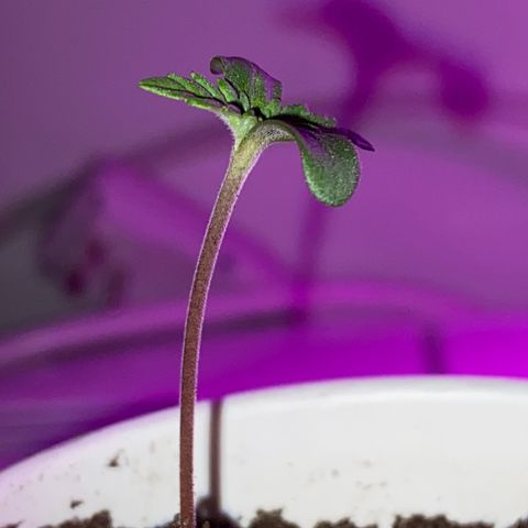 Regular seed (no name) growlog timeline photo