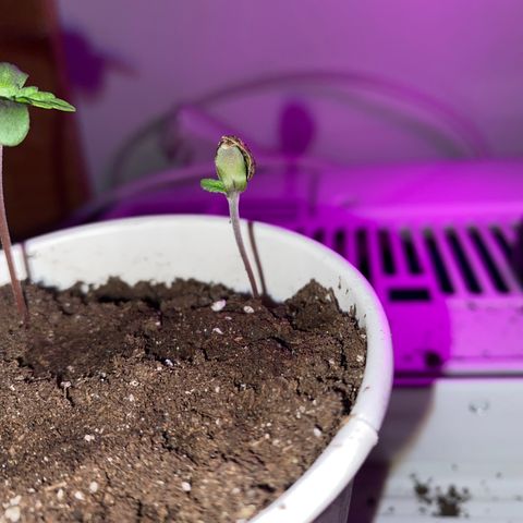 Génétique inconnue growlog timeline photo