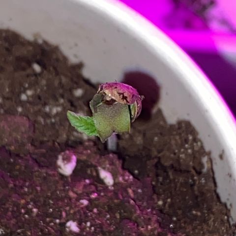 Génétique inconnue growlog timeline photo