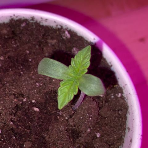 Regular seed (no name) growlog timeline photo