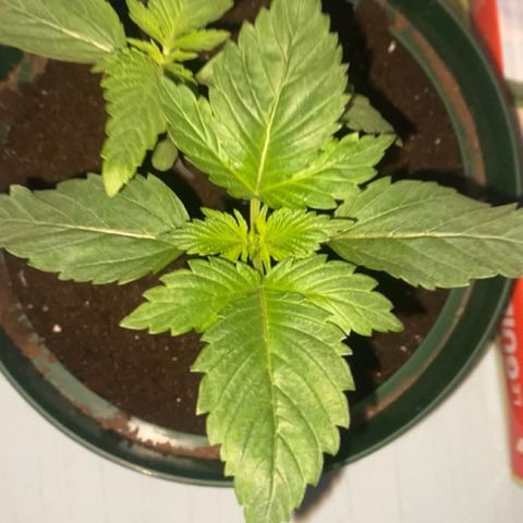 Regular seed (no name) growlog timeline photo