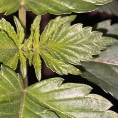 Regular seed (no name) growlog timeline photo