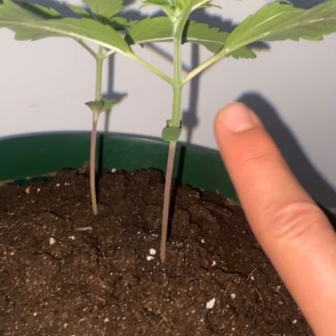 Regular seed (no name) growlog timeline photo