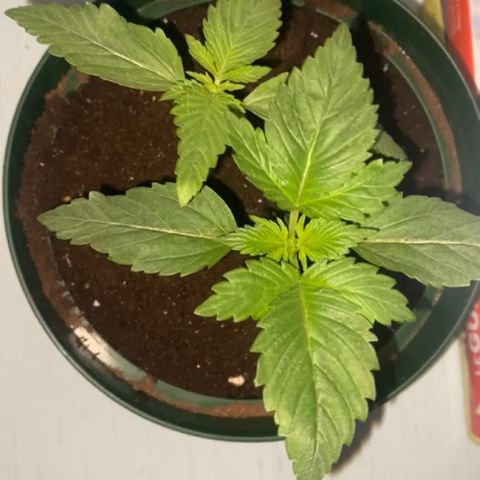 Regular seed (no name) growlog timeline photo