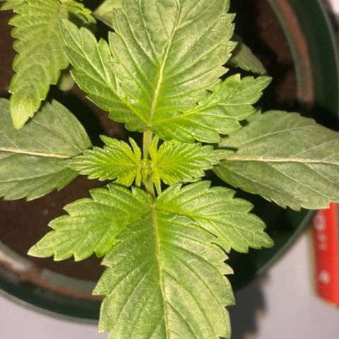 Regular seed (no name) growlog timeline photo