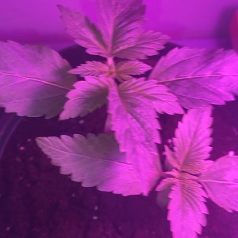 Regular seed (no name) growlog timeline photo
