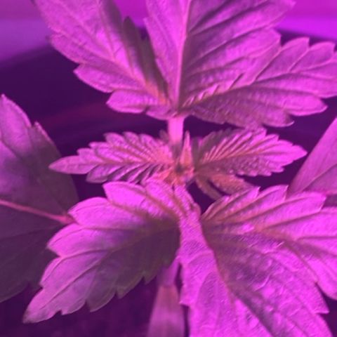 Regular seed (no name) growlog timeline photo