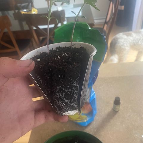 Regular seed (no name) growlog photo: Rempotage