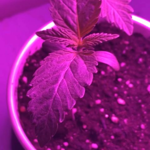 Regular seed (no name) growlog timeline photo