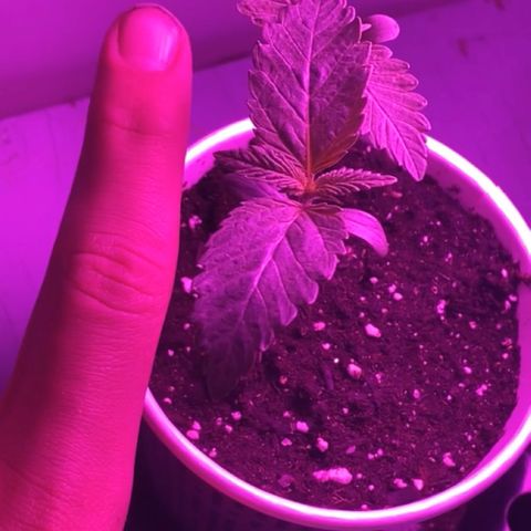 Regular seed (no name) growlog timeline photo