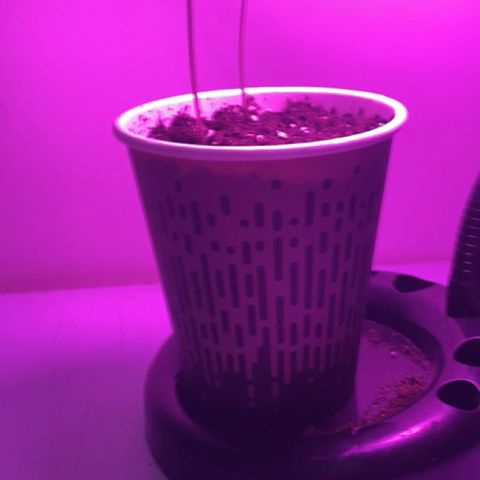 Regular seed (no name) growlog timeline photo