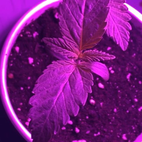 Regular seed (no name) growlog timeline photo