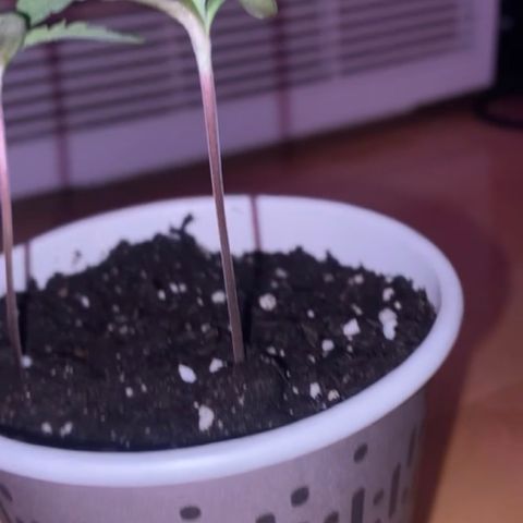 Regular seed (no name) growlog timeline photo
