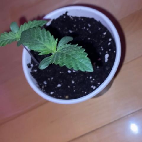 Regular seed (no name) growlog timeline photo