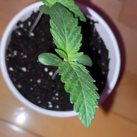 Regular seed (no name) growlog timeline photo