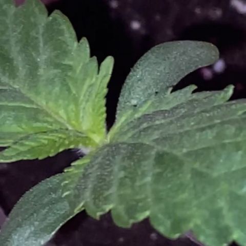 Regular seed (no name) growlog timeline photo
