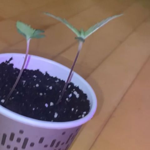 Regular seed (no name) growlog timeline photo