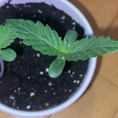 Regular seed (no name) growlog timeline photo
