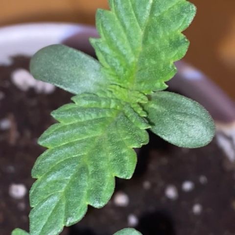 Regular seed (no name) growlog timeline photo